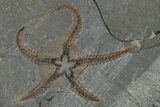 Two Ordovician Brittle Stars (Ophiura) - Morocco #290615-1